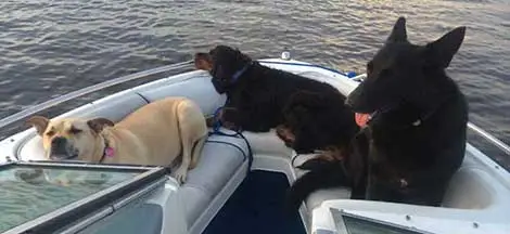 Dogs relaxing in a boat